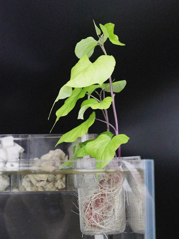 Fish Bubbles Aquarium Water Grass Cup Multiple plant hydroponics Hydroponic planting basket For fish tank landscape