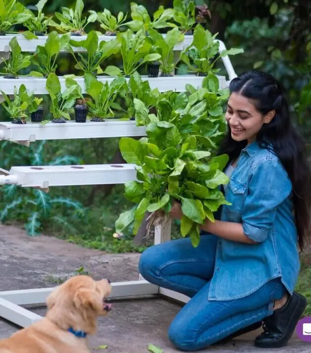 Hydroponics Manufacturers Vertical Farming Grow System Home Balcony Vegetable Tomato Grow Kit